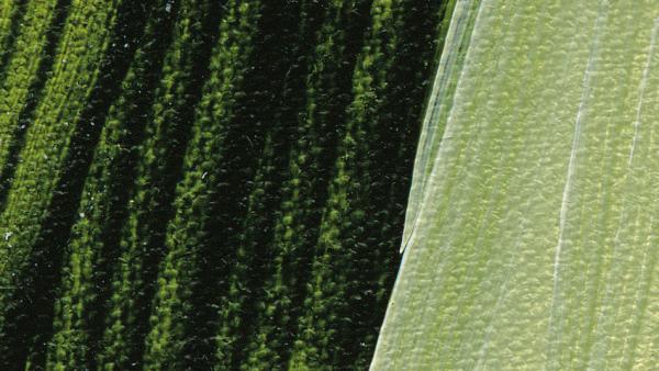 Schmincke Akademie Acryl Sorte 23 - 60ml / Saftgrün